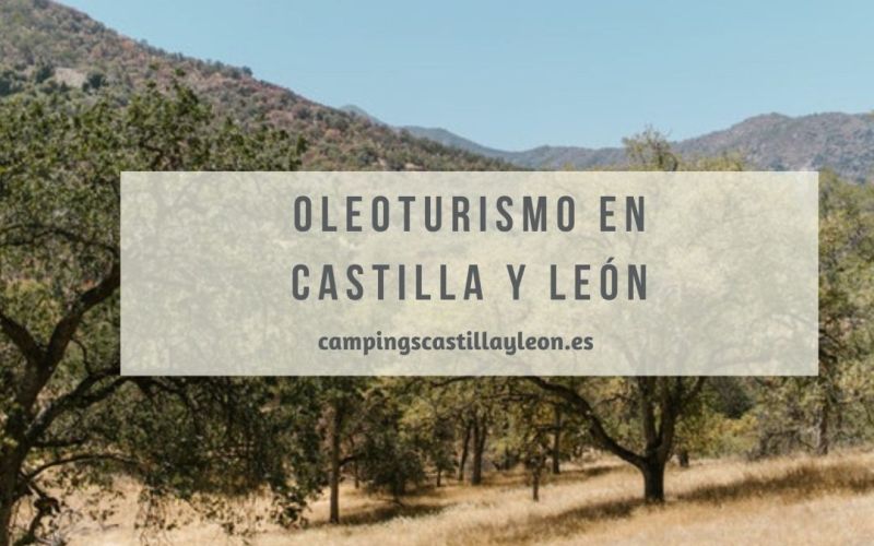 Oleoturismo en Castilla y León