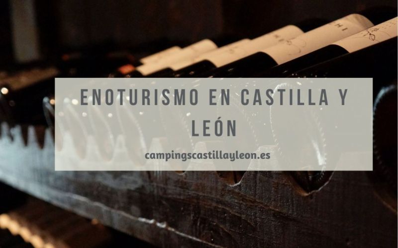 Ruta del vino: 3 planes de enoturismo en Castilla y León